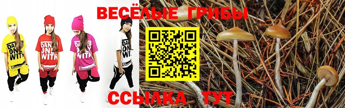 Галлюциногенные грибы Psilocybe Ртищево